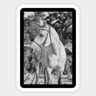 Beautiful Quiete White Horse Sticker